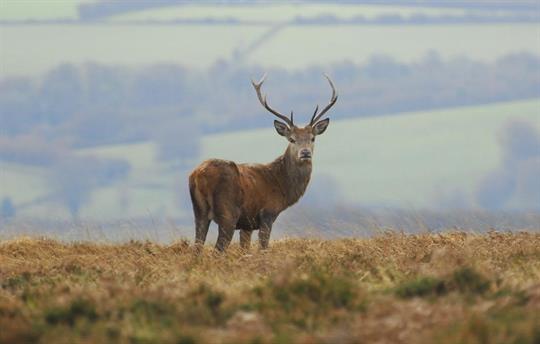 Red stag at Mornacott