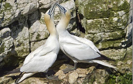Gannets 