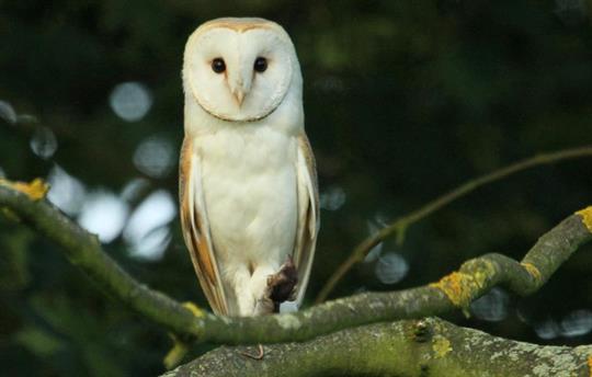 Barn Owl and Prey at High Barn
