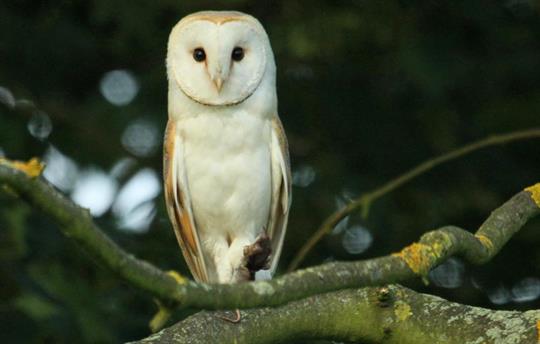 Barn Owl and prey at High Barn