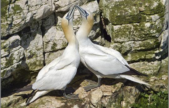 Bempton Gannets 