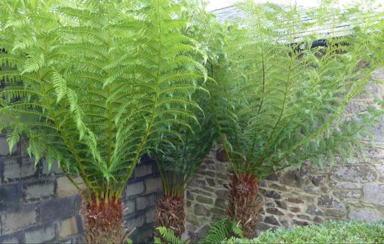 Tree ferns