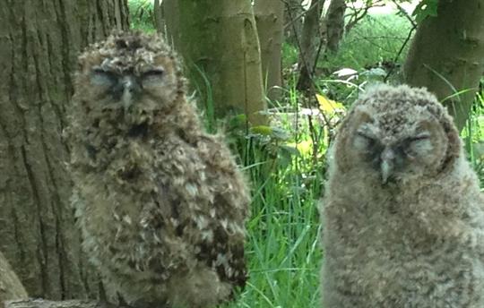 Tawny Owls in our woodland
