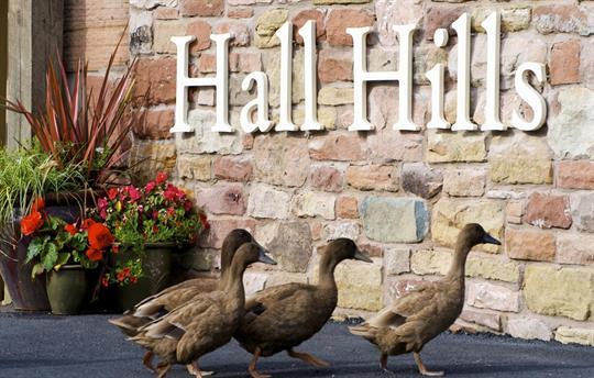 Hall Hills