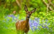 Young Doe in Flear Woods