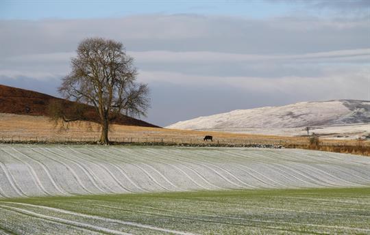 The scenery just over the fence