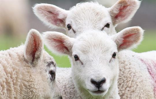 Churchdale Triplet Lambs