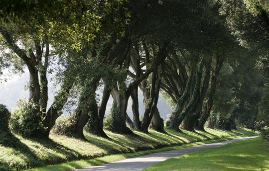 The Ilex Avenue along the drive in