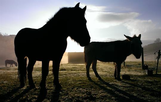 Dartmoor pony and miniature donkey
