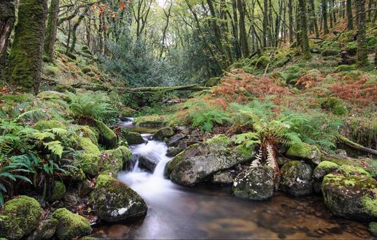 Dartmoor National Park