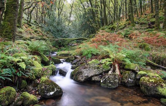 Dartmoor National Park