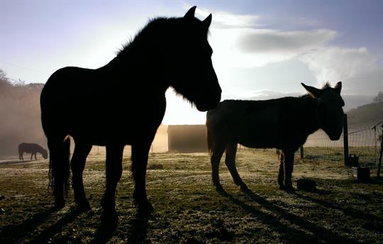 Dartmoor pony and miniature donkey