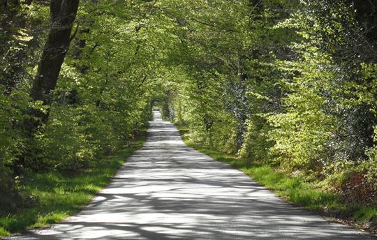 Nearby leafy lane walk in Spring