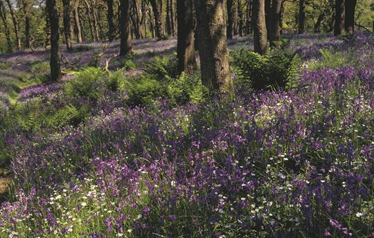 Bluebell woods in Eskdale