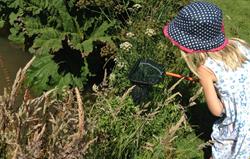 Pond Dipping in Summer