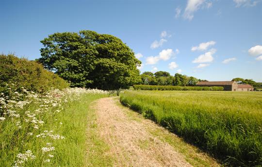 High Barn field walk