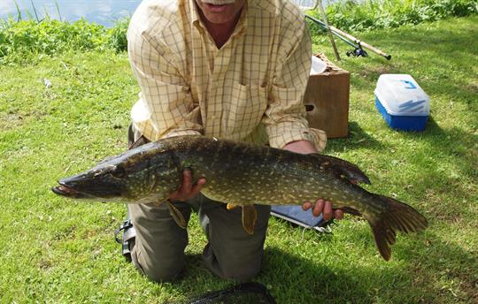 Fishing for pike from the grounds