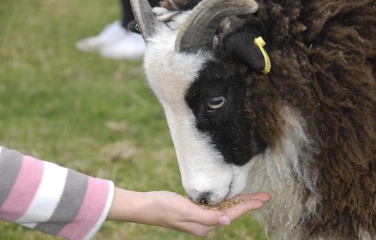 Help feed the friendly farm animals by hand