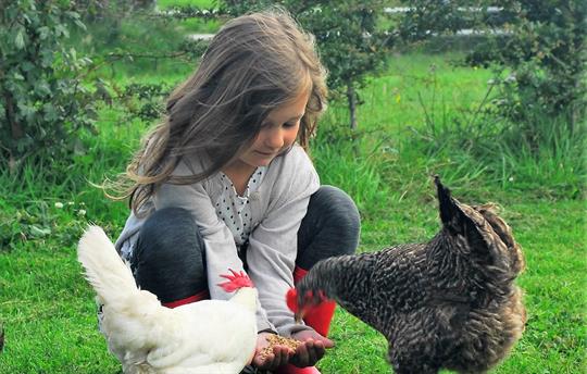 Hand-feeding the chickens