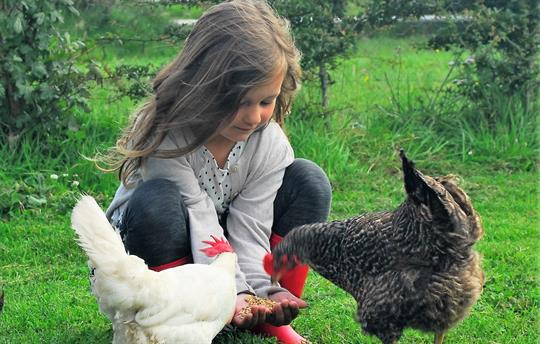 Hand-feeding the chickens