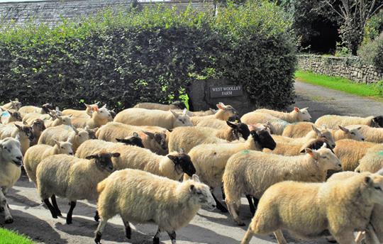 It gets busy at rush hour!