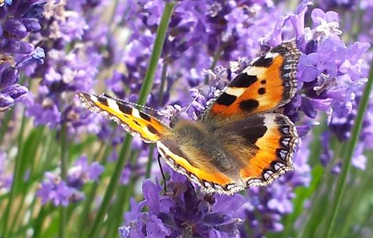 Tortoishell Butterfly on Buddleia