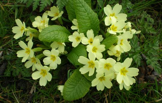 Primroses