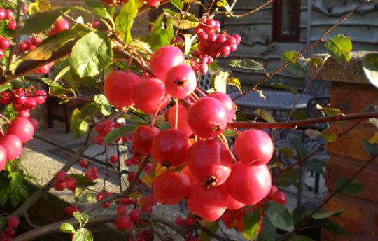 Crab Apple