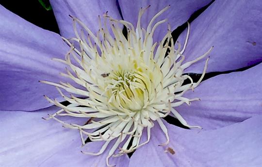 Clematis