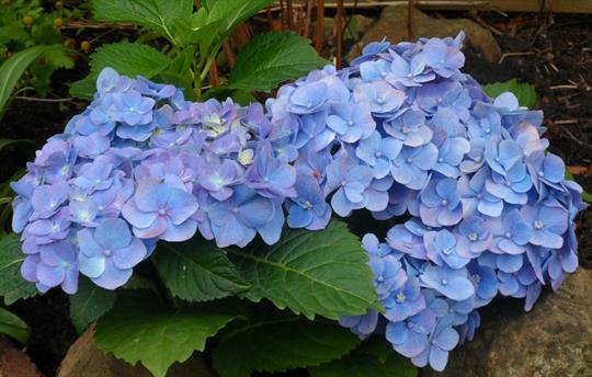 Hydrangeas
