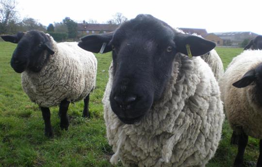 Ronnie and the cottages behind