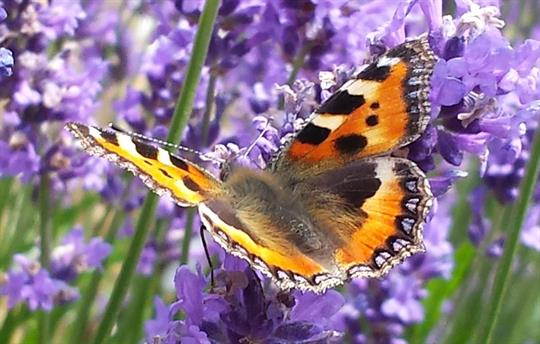 Tortoishell Butterfly on Buddleia