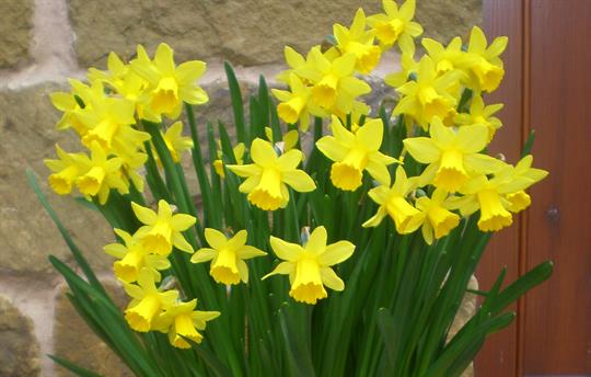Daffodils