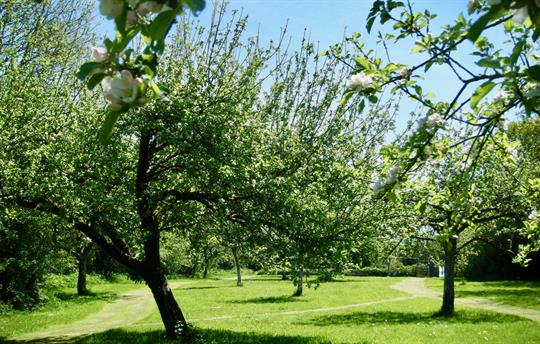 Springtime in our Orchard