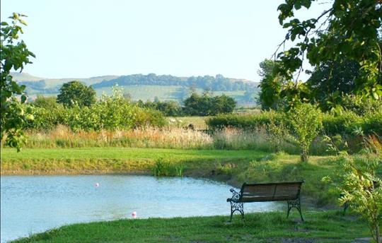 Orchard carp pool on site