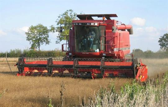 Combine cutting winter linseed