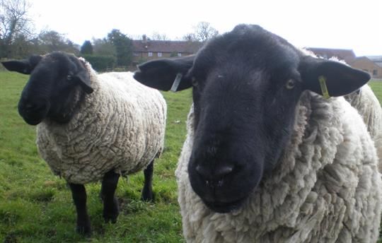 Ronnie the Ram and sleeplate behind