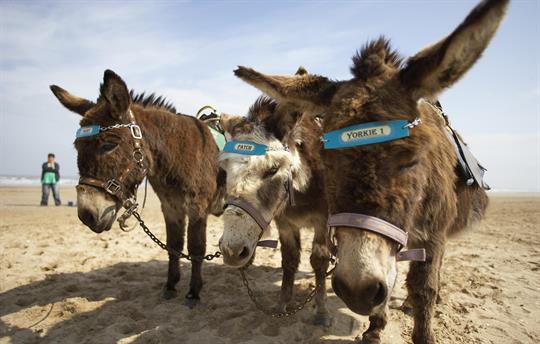 Bridlington  Donkeys on the sands