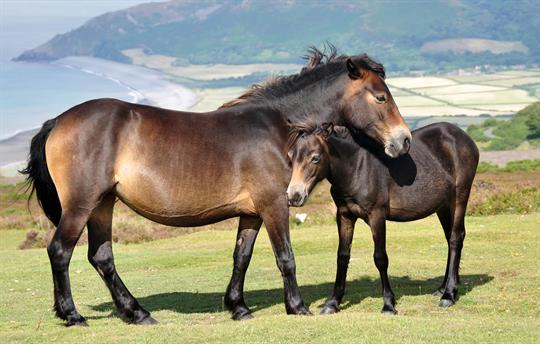 Exmoor Ponies