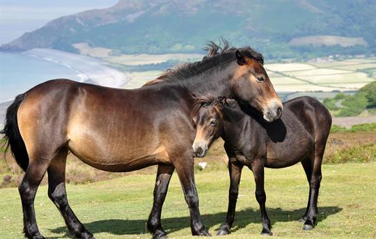 Exmoor Ponies