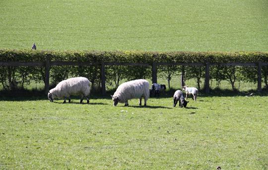 Sheep in the field