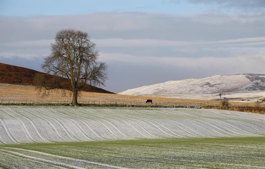The scenery just over the fence las