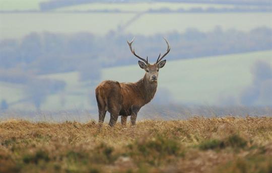 Red stag at Mornacott