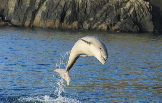 Dolphin watching in Cardigan Bay