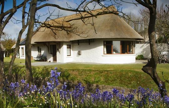 Thatcher's Rest Cottage Bluebells