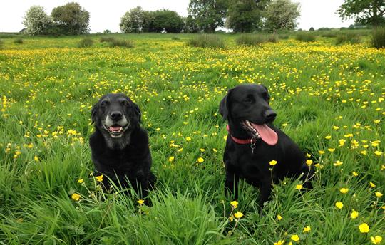 Dogs more than welcome in two cottages