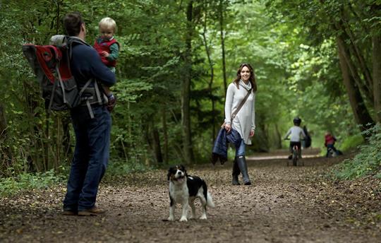 Step out the door - wood walks with the dog await