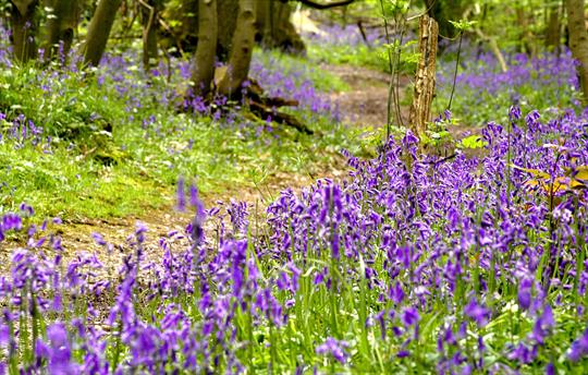 Bluebell wood