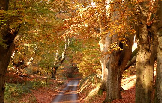 Lions Mouth Aylmerton