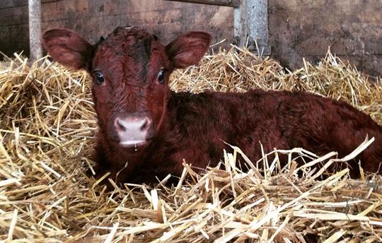 Baby calf at Boskenna Home Farm